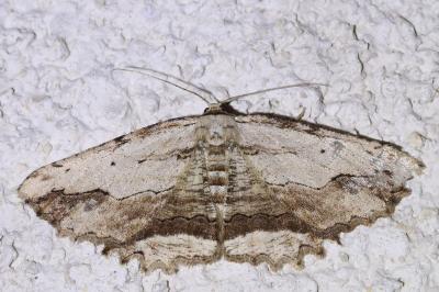 <i>Menophra abruptaria</i>