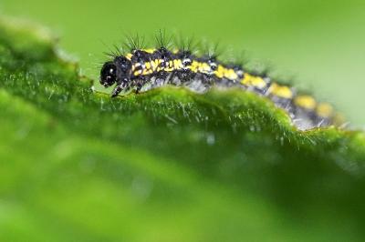 <i>Callimorpha dominula</i>