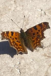 <i>Polygonia c-album</i>