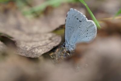 <i>Celastrina argiolus</i>