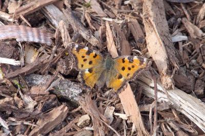 <i>Nymphalis polychloros</i>