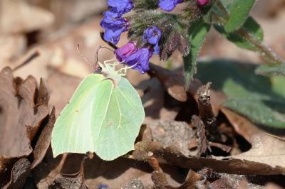 <i>Gonepteryx rhamni</i>
