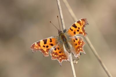 <i>Polygonia c-album</i>
