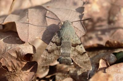 <i>Macroglossum stellatarum</i>
