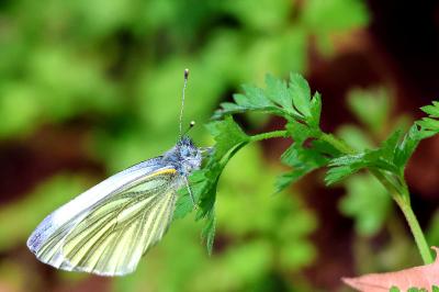 <i>Pieris napi</i>