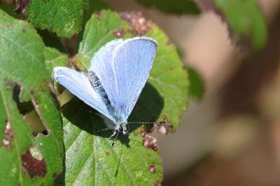 <i>Celastrina argiolus</i>