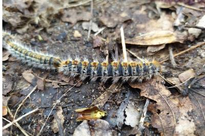 <i>Thaumetopoea pityocampa</i>