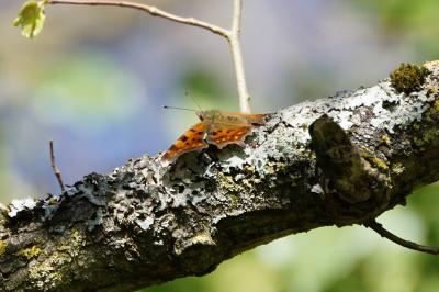 <i>Polygonia c-album</i>