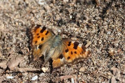 <i>Nymphalis polychloros</i>