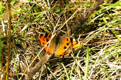 <i>Nymphalis polychloros</i>