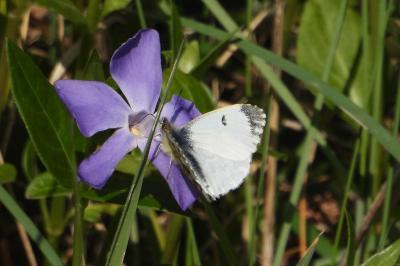 <i>Anthocharis cardamines</i>