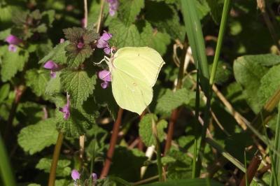 <i>Gonepteryx rhamni</i>