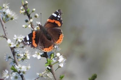 <i>Vanessa atalanta</i>