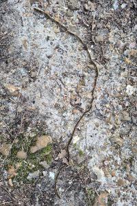 <i>Thaumetopoea pityocampa</i>