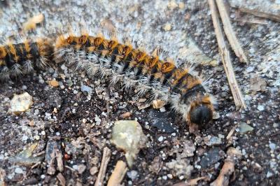 <i>Thaumetopoea pityocampa</i>