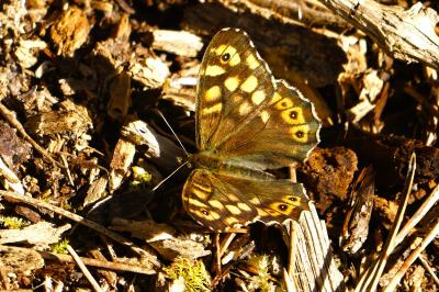 <i>Pararge aegeria</i>