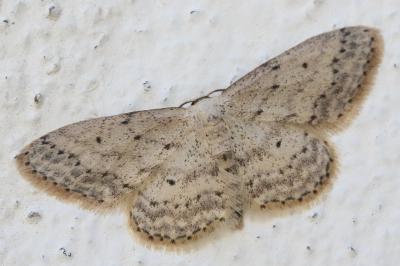 <i>Idaea seriata</i>
