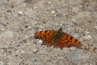 <i>Polygonia c-album</i>