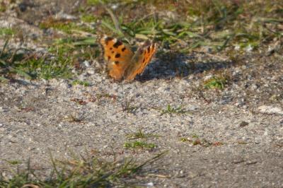 <i>Nymphalis polychloros</i>