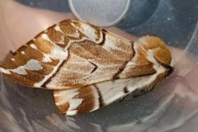 <i>Endromis versicolora</i>