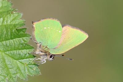 <i>Callophrys rubi</i>