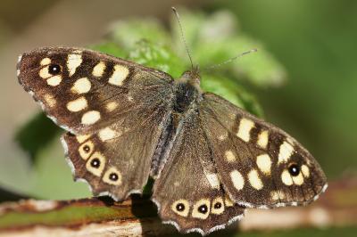 <i>Pararge aegeria</i>