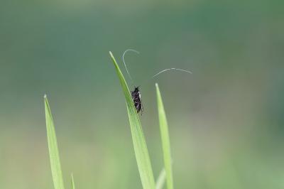 <i>Adela reaumurella</i>