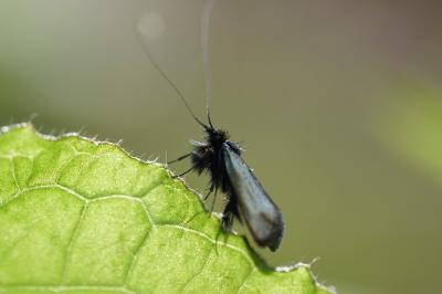 <i>Adela reaumurella</i>