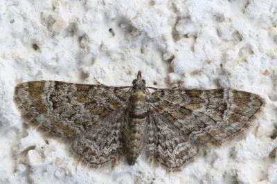 <i>Gymnoscelis rufifasciata</i>