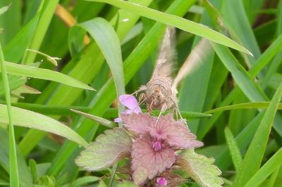 <i>Autographa gamma</i>