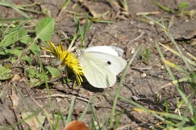 <i>Pieris brassicae</i>