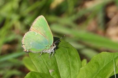 <i>Callophrys rubi</i>
