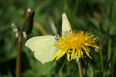 <i>Gonepteryx rhamni</i>