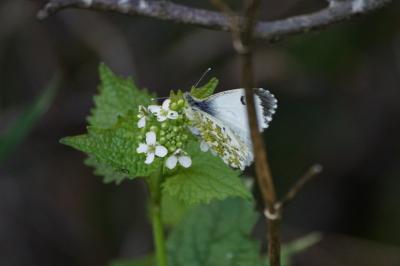<i>Anthocharis cardamines</i>