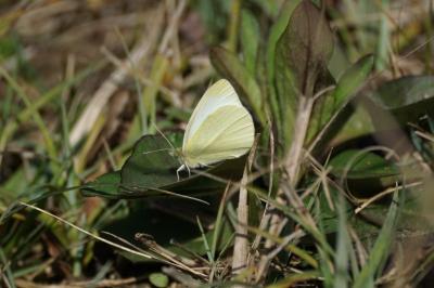 <i>Pieris brassicae</i>