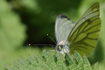 <i>Pieris napi</i>