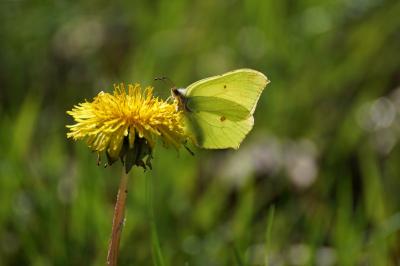 <i>Gonepteryx rhamni</i>