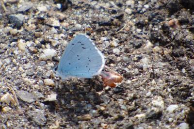 <i>Celastrina argiolus</i>