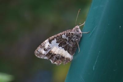 <i>Brintesia circe</i>