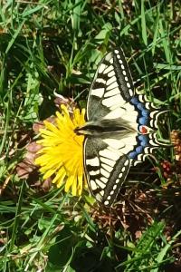 <i>Papilio machaon</i>