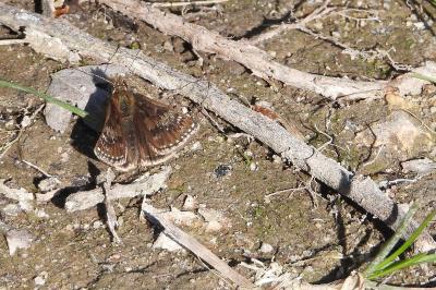 <i>Erynnis tages</i>