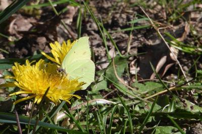 <i>Gonepteryx rhamni</i>