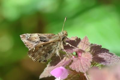 <i>Carcharodus alceae</i>