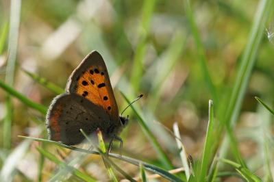 <i>Lycaena phlaeas</i>