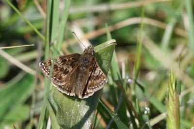 <i>Erynnis tages</i>