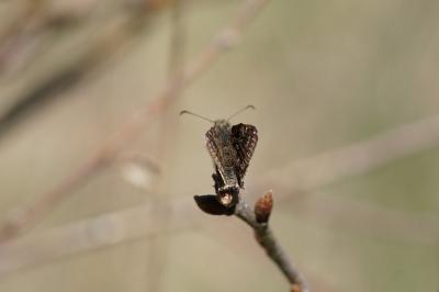 <i>Erynnis tages</i>