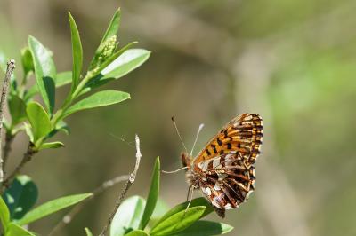 <i>Boloria dia</i>