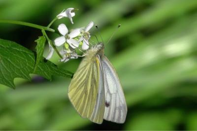 <i>Pieris napi</i>