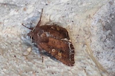 <i>Lacanobia oleracea</i>