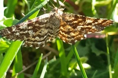 <i>Ematurga atomaria</i>